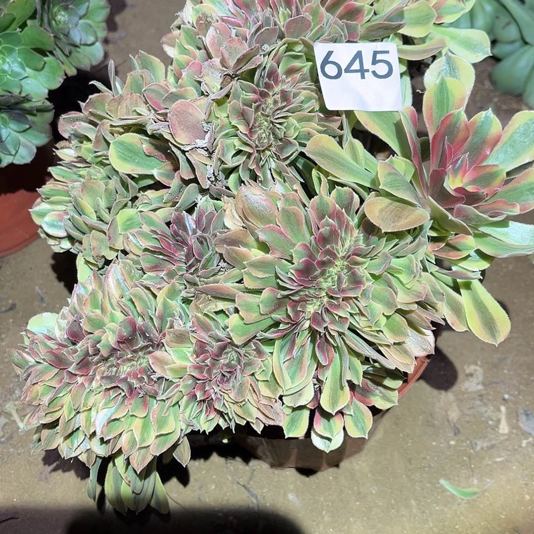 多肉法师红秀缀645号