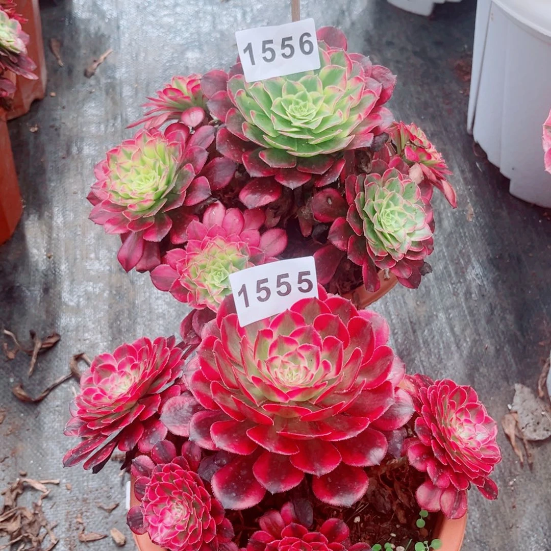 天合加红白多肉5556