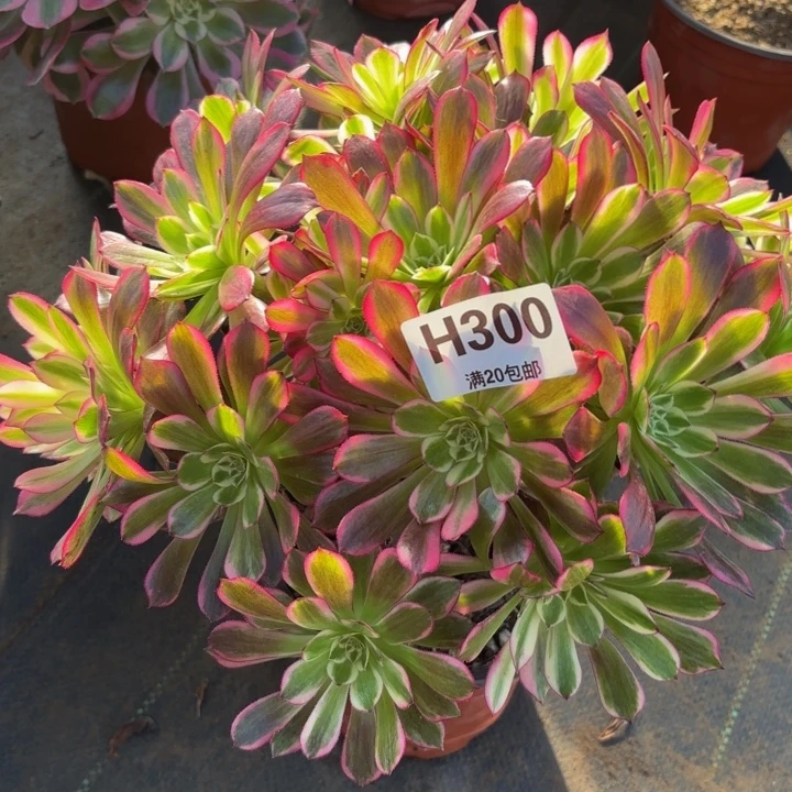 瑞妈，。。。。。300。天河，