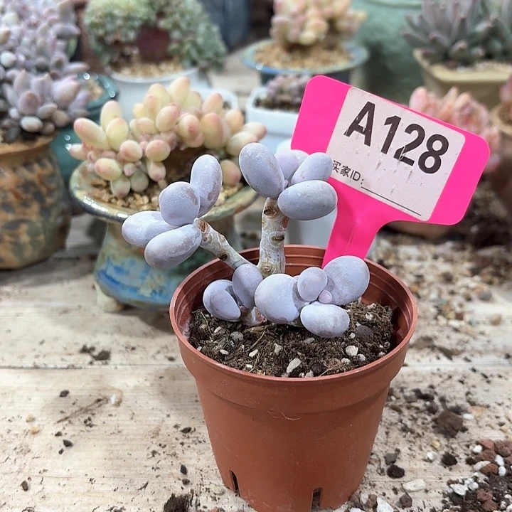 1****2c b x c b h c c 128