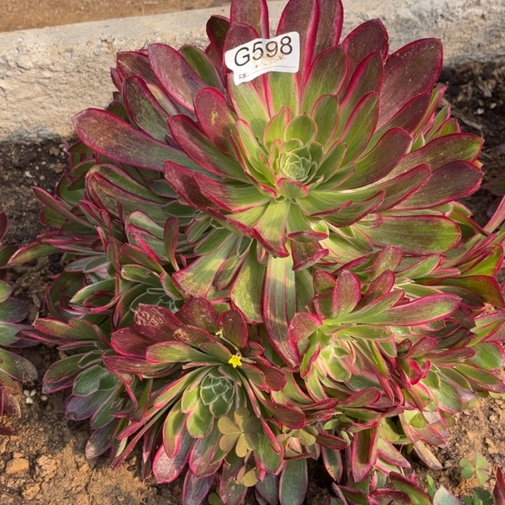 598孔雀翎多肉植物