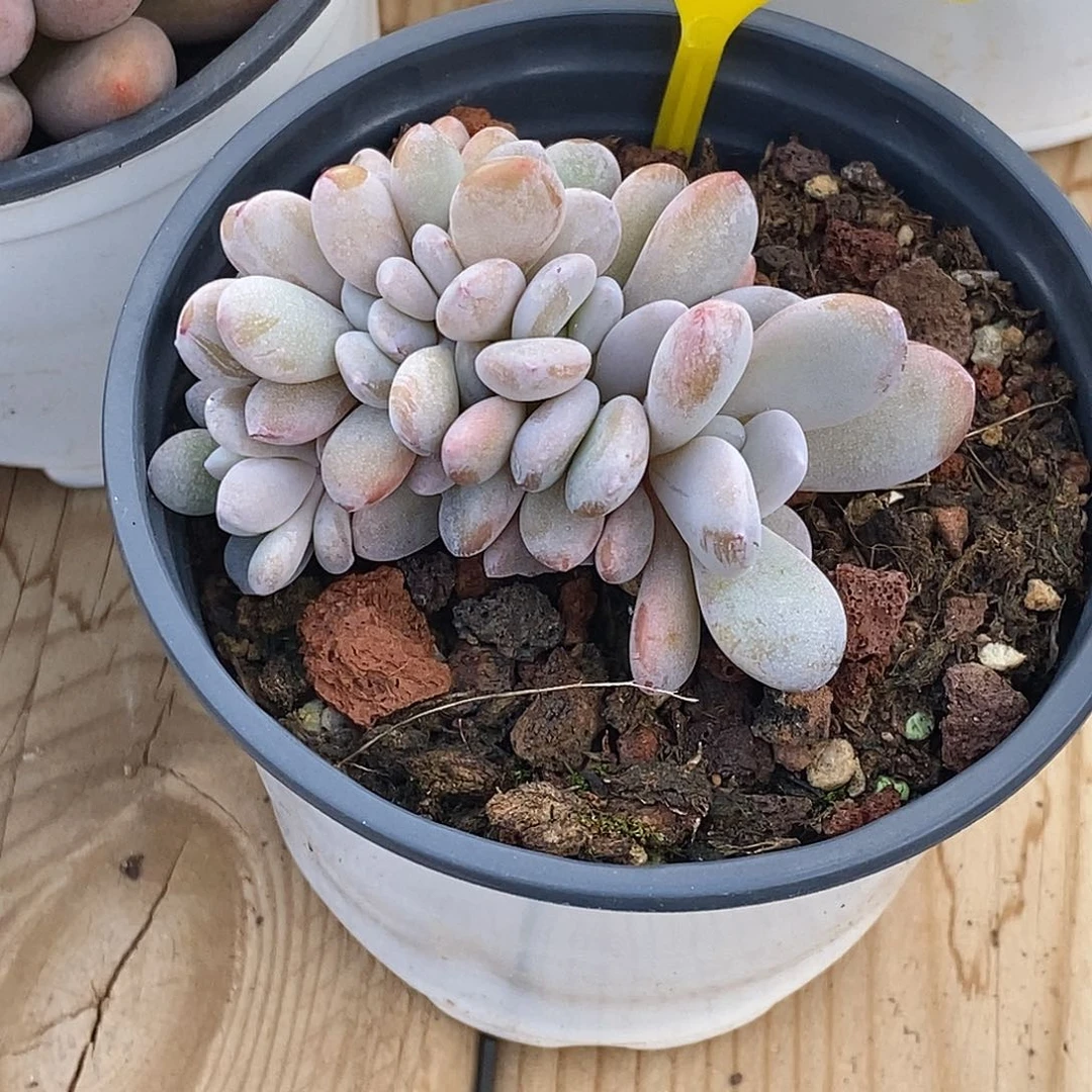 金汇园艺，927053实生粉兔缀