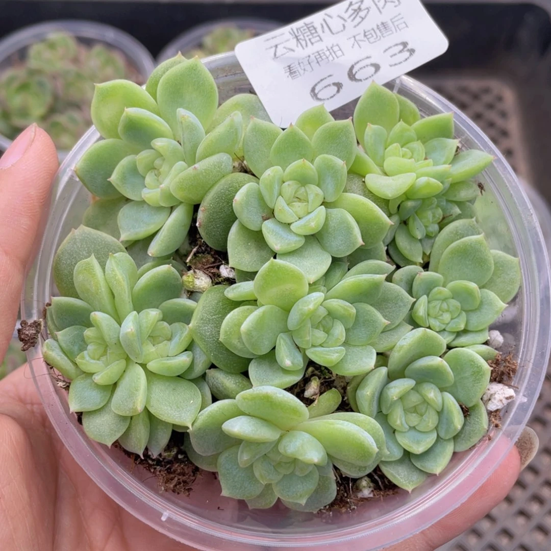 云糖心多肉植物663