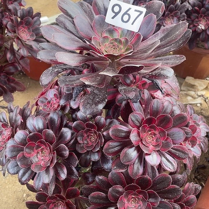 多肉植物法师967丽娜