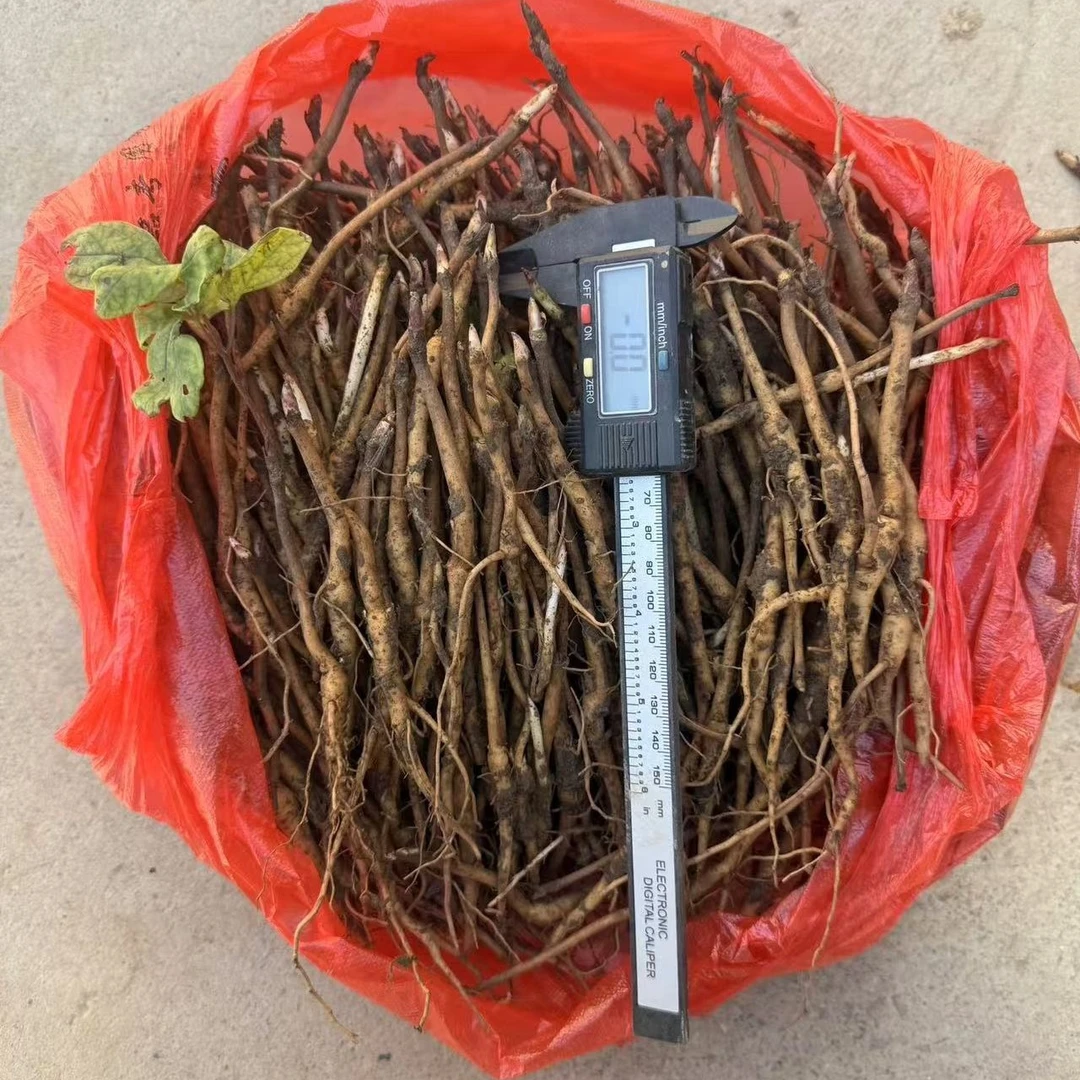 牡丹苗牡丹花油牡丹全国各地都可以种值油用牡丹