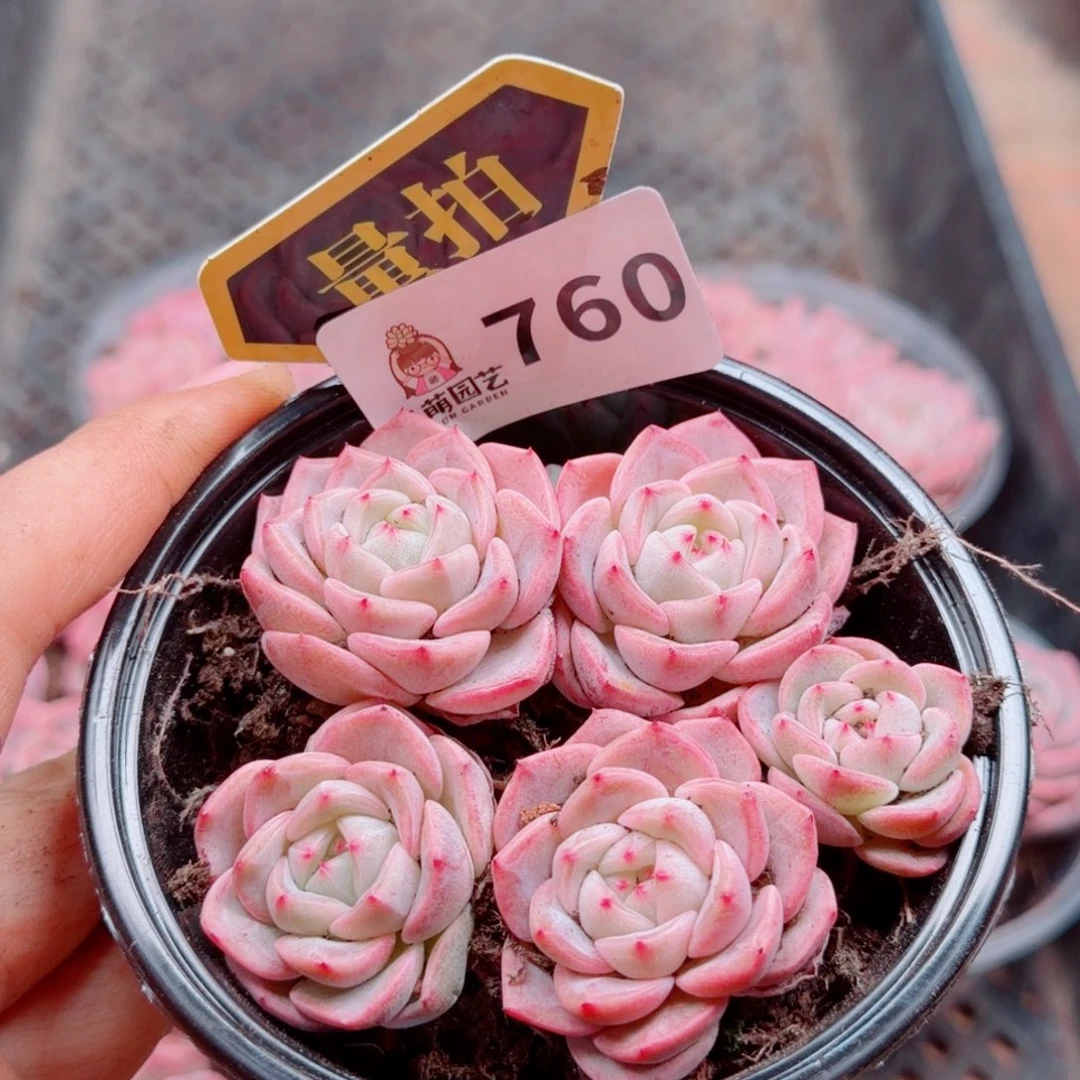 多肉植物多肉植物