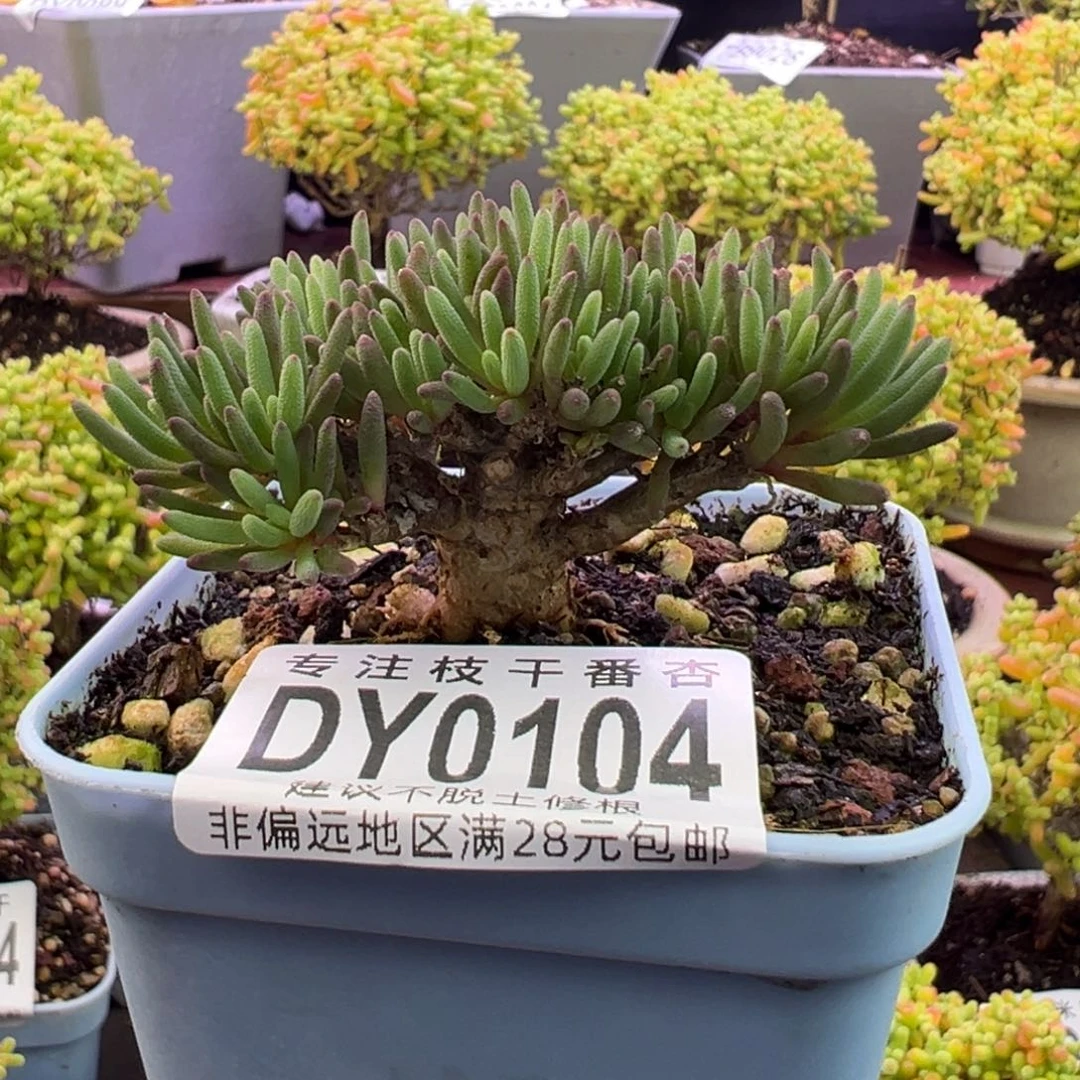 0104晶珊瑚一物一拍