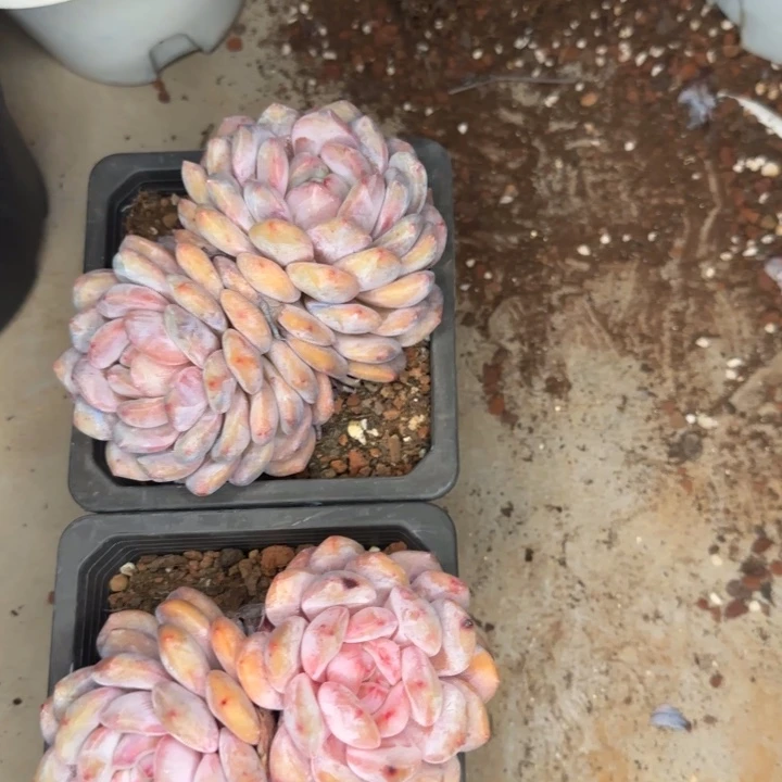 带盆带土两颗好看的橙梦露