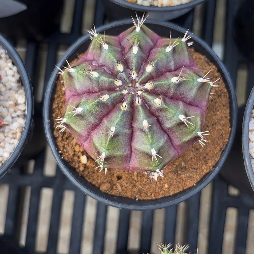 Z879-1114泰国米哈