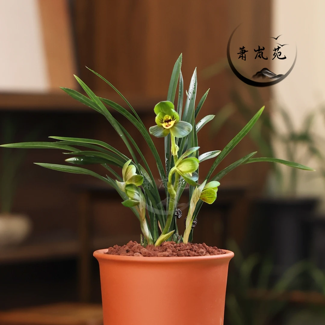 春兰【环球荷鼎】精品国兰荷瓣花浓香高端品质兰花室内绿植盆栽好养