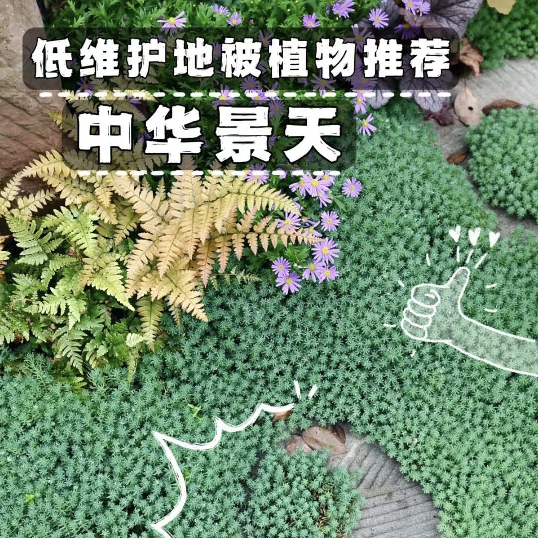 中华景天盆栽四季常绿多年生薄雪万年青耐寒性地被植物阳台花镜植