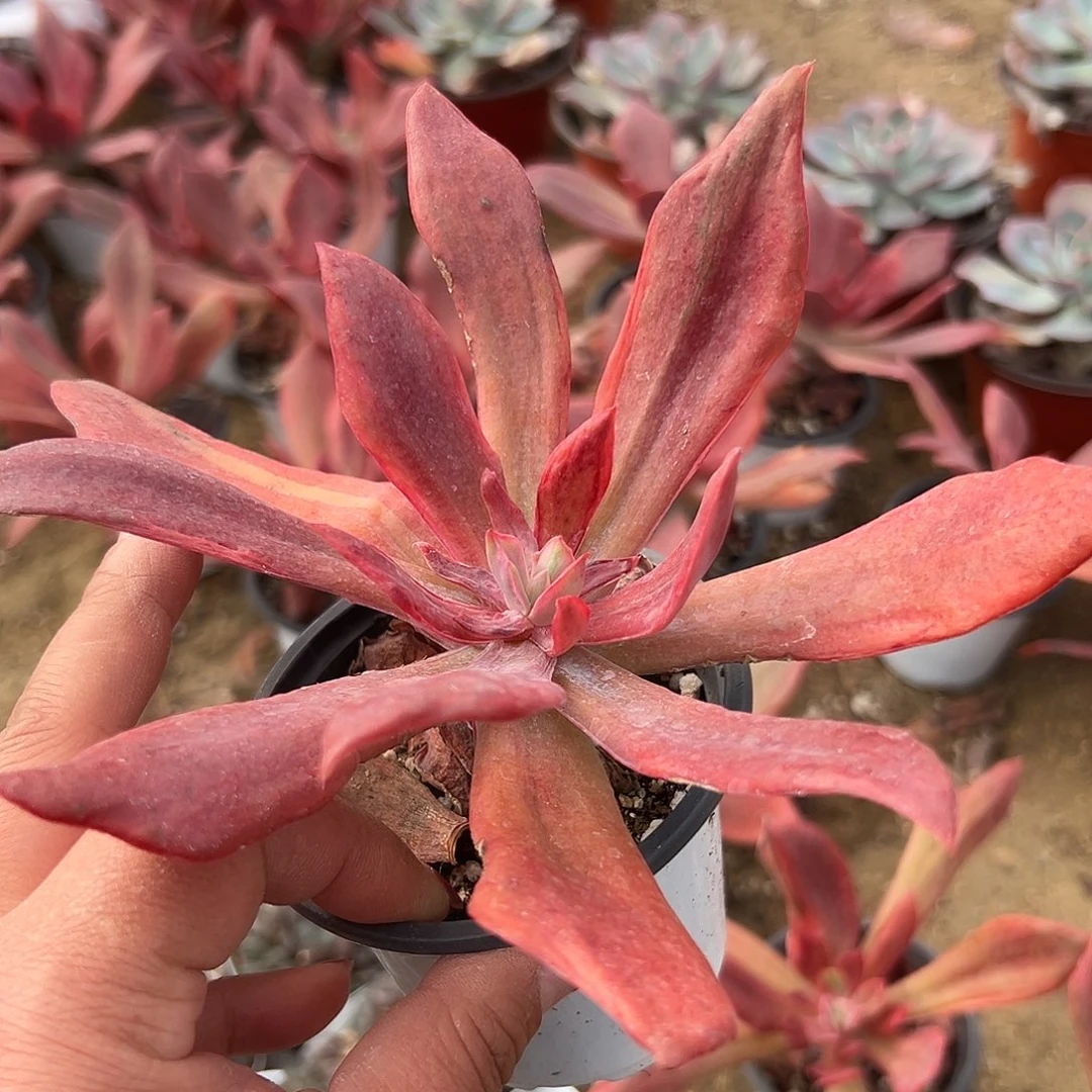 多肉植物多肉植物