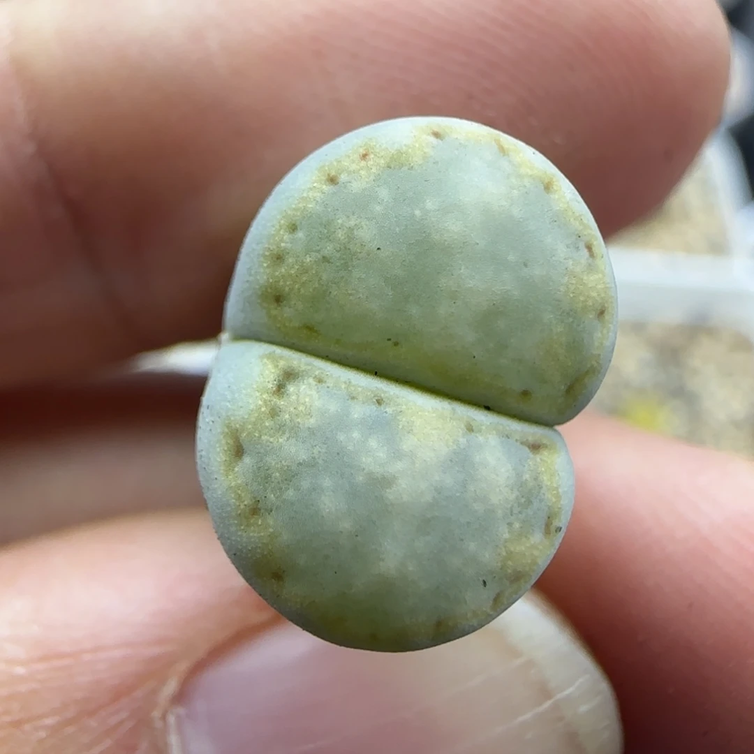 722饼干清框福利30包邮