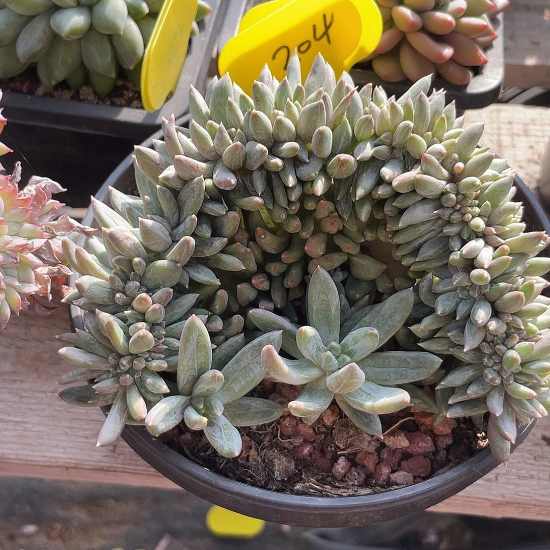 炫彩星缀化多肉植物204