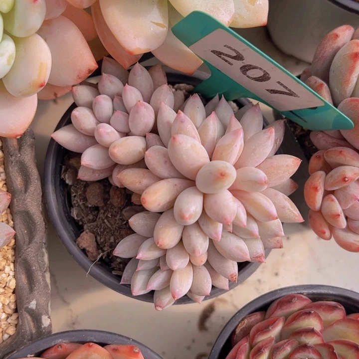 健健康康平平安安