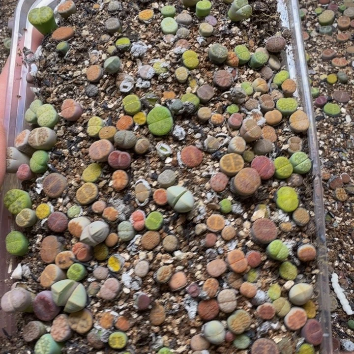 颖***寅多肉植物的生长595