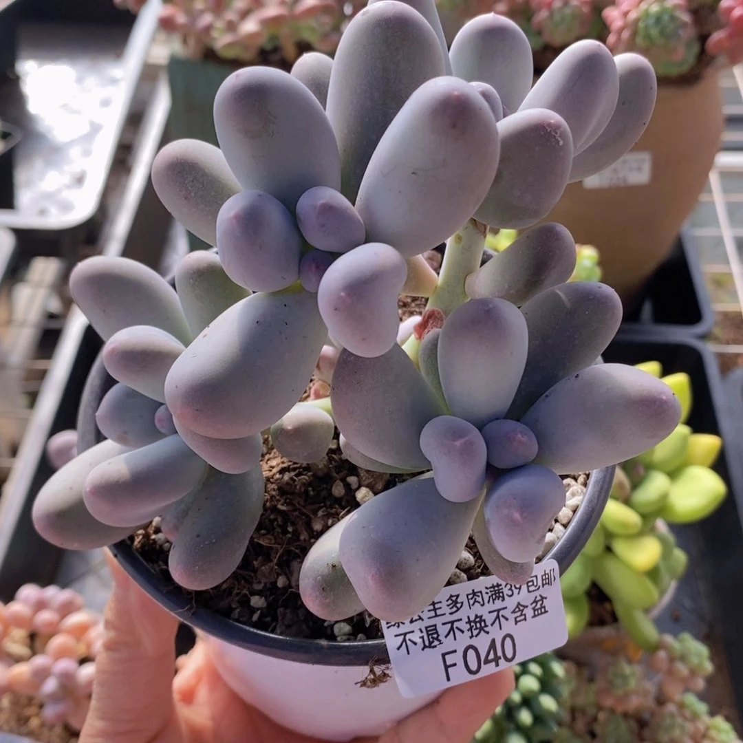 米可奶12cm040多肉植物
