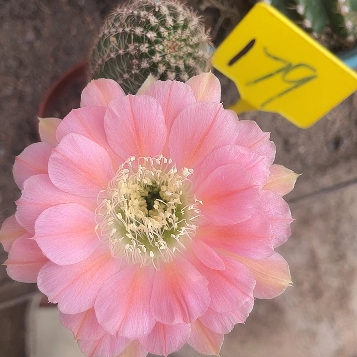 179绿吼摘花脱土