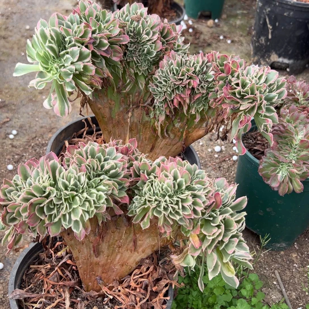 白凤缀一颗9.9多肉