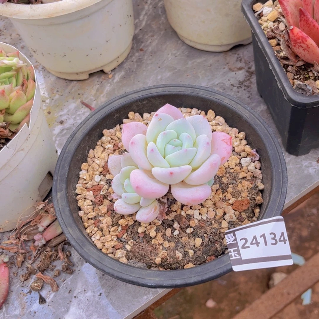 冷香多肉植物23134