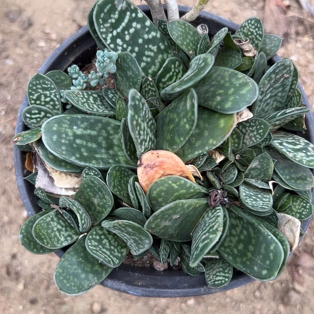 杜呃呃呃呃呃呃呃呃呃呃