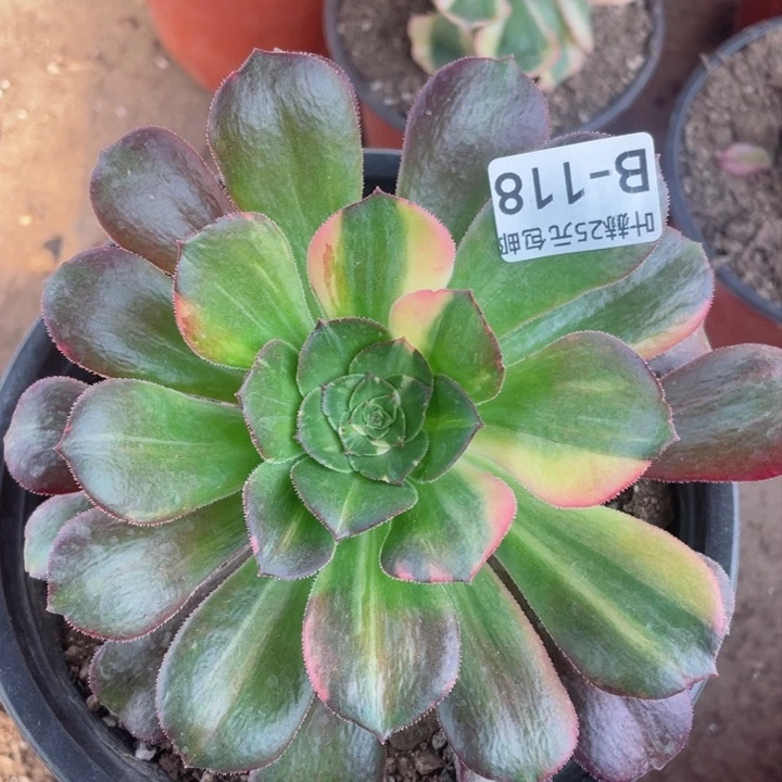 118绍七彩拉丝多肉12345678