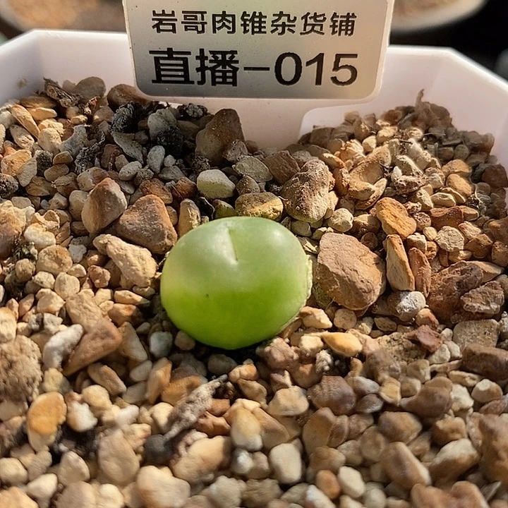 4年拉登1.5厘米左右