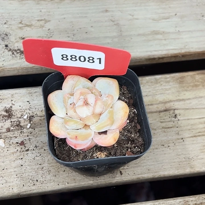 玲***心糖心。   88081号。