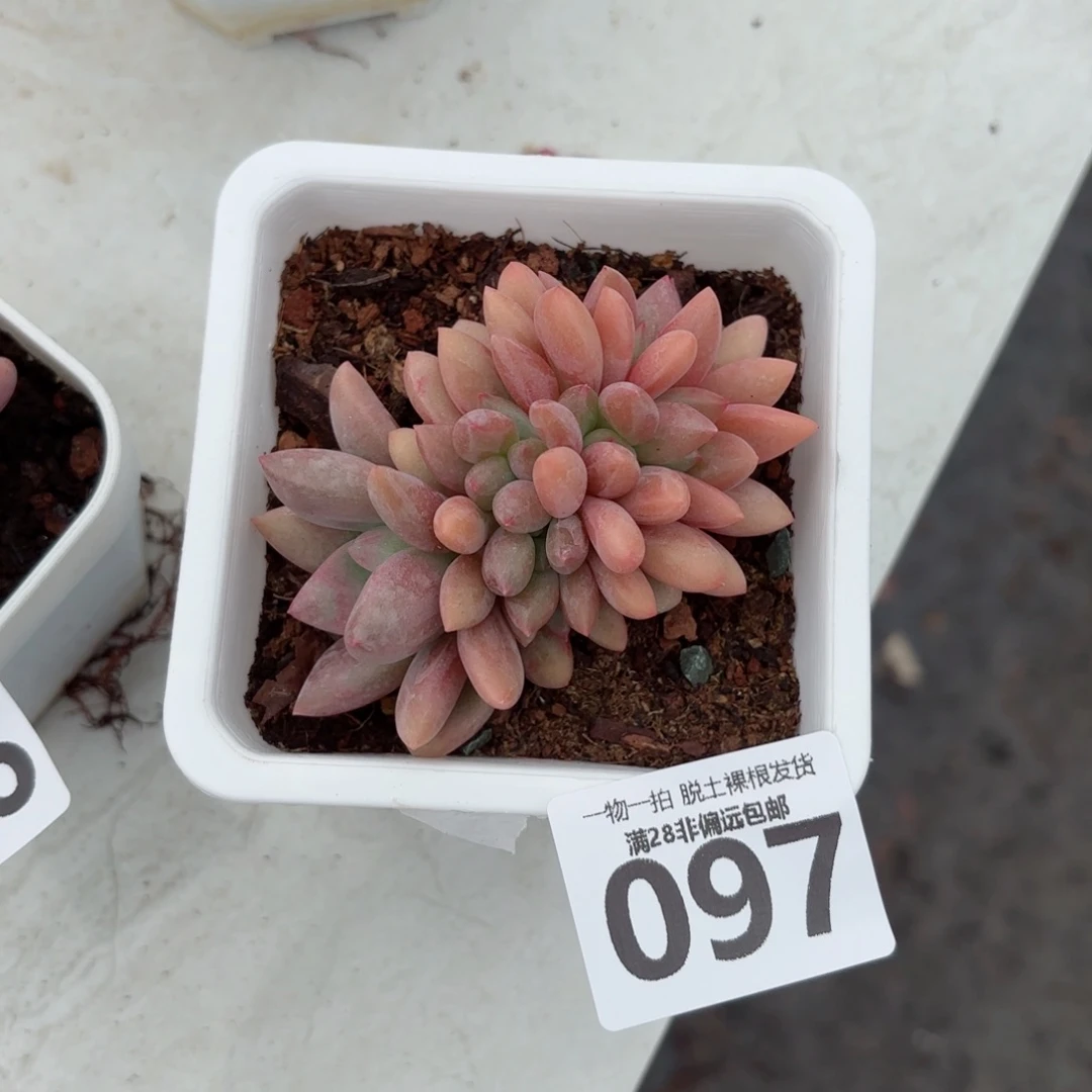 桃花源缀化无盆土发货