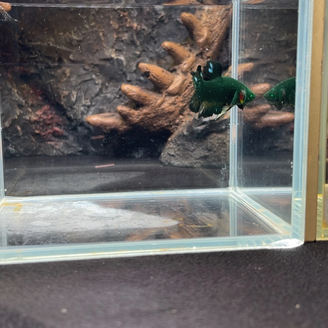 斗鱼十一月二十六日竞价