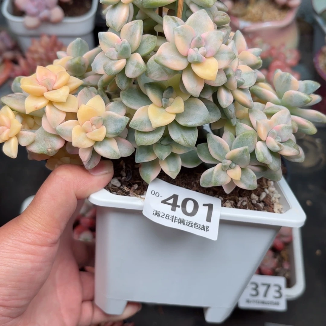 美杏锦多肉多肉多