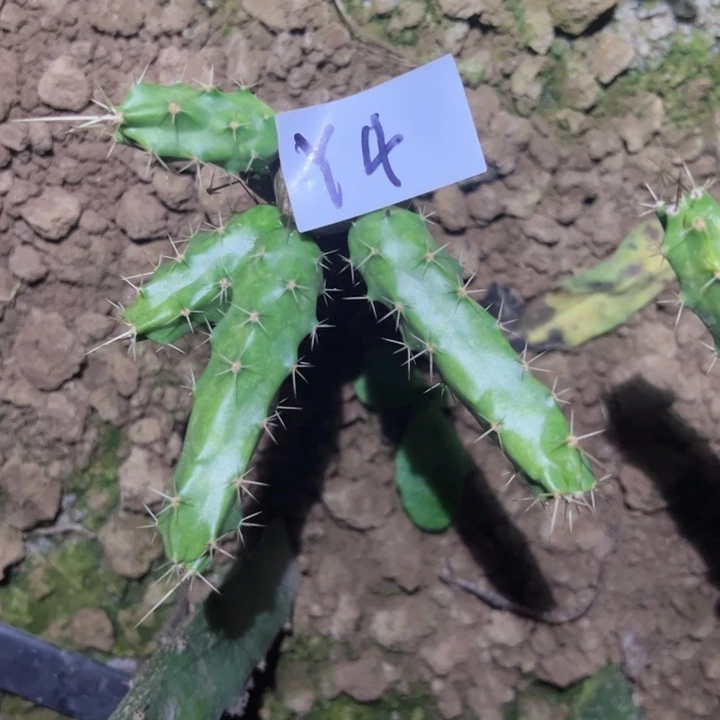 小*Y4嫁接白花梅花角30