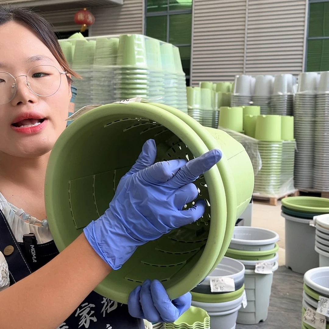 玫瑰盆280果绿色5个无托