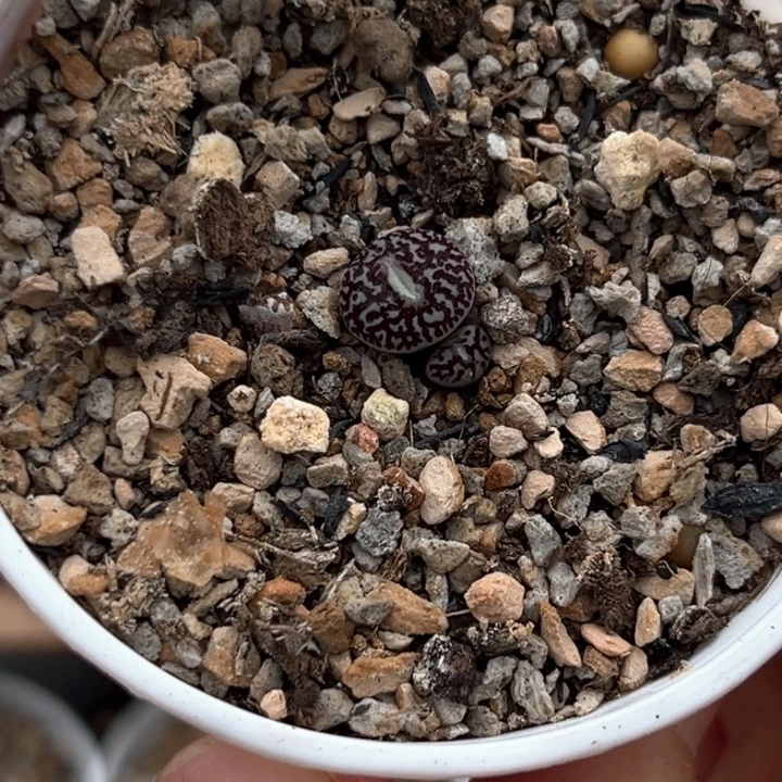 一颗精品双头714墨