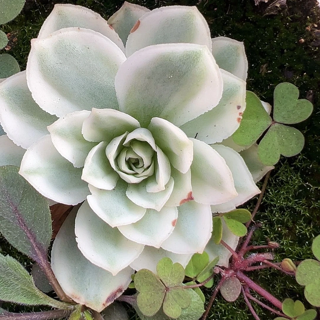 山地玫瑰锦秋夕466号