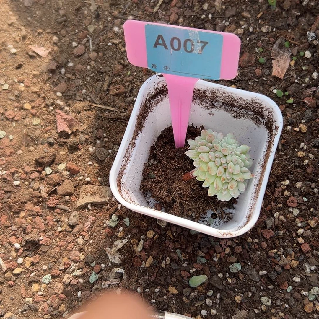 糖***尔多肉植物一物一拍