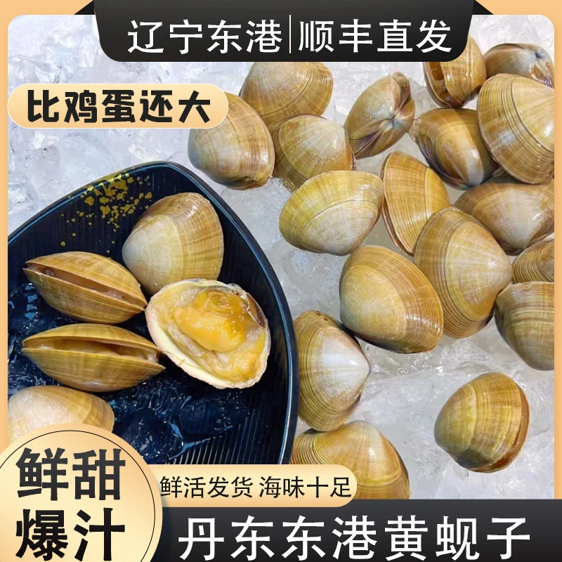 【顺丰包邮】正宗丹东东港13-15个头/斤超大黄蚬子王98%无泥沙鲜嫩