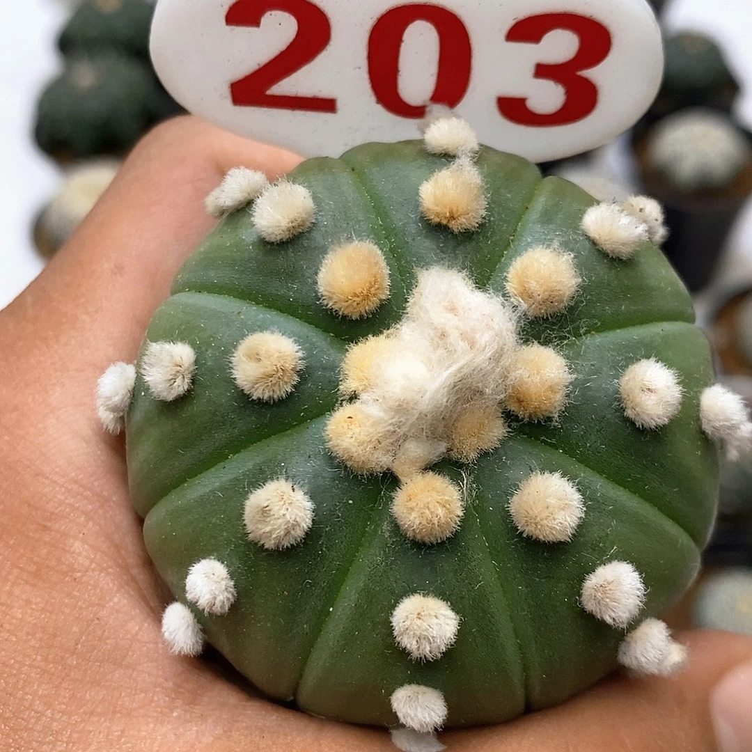 203福利特价咯啦了