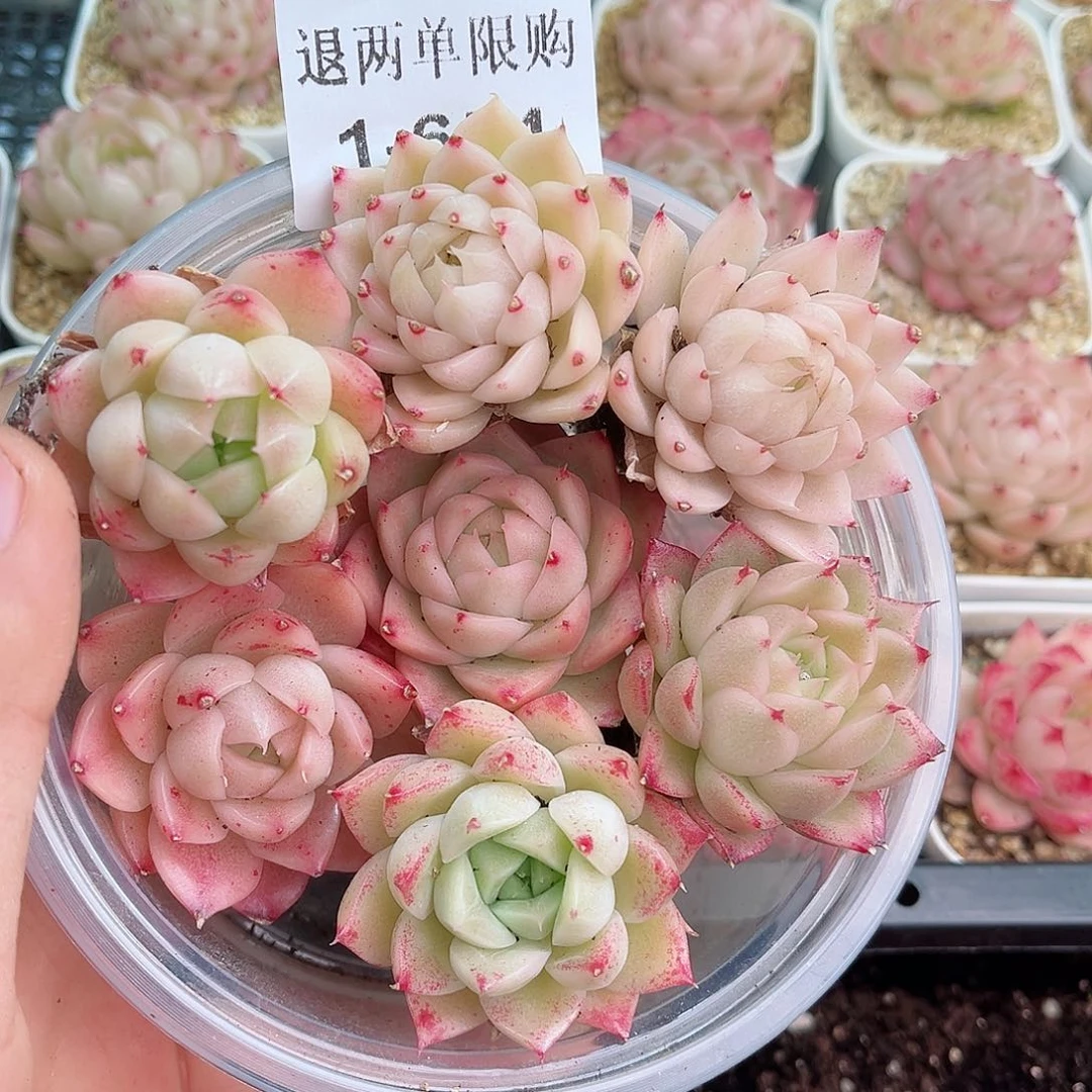 1-654 新疆西藏内蒙不发12.8包邮2-3公分多肉