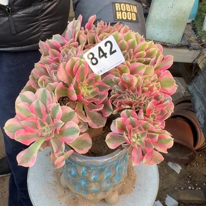 糖果女巫自然朵朵缀化842