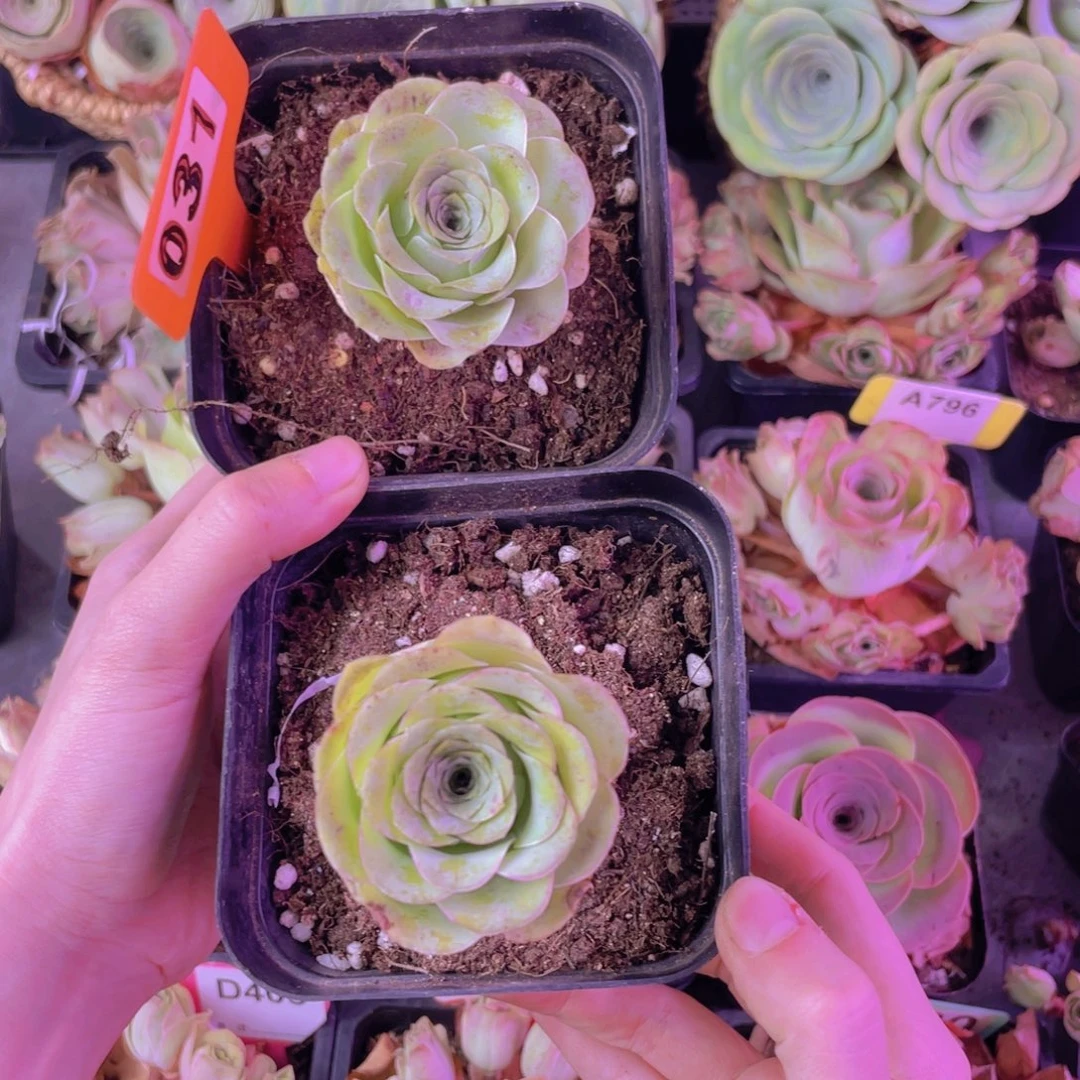 单品一物一拍组合两颗031