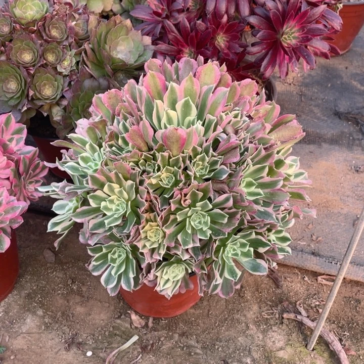 644雨花石法师多肉断枝不售后