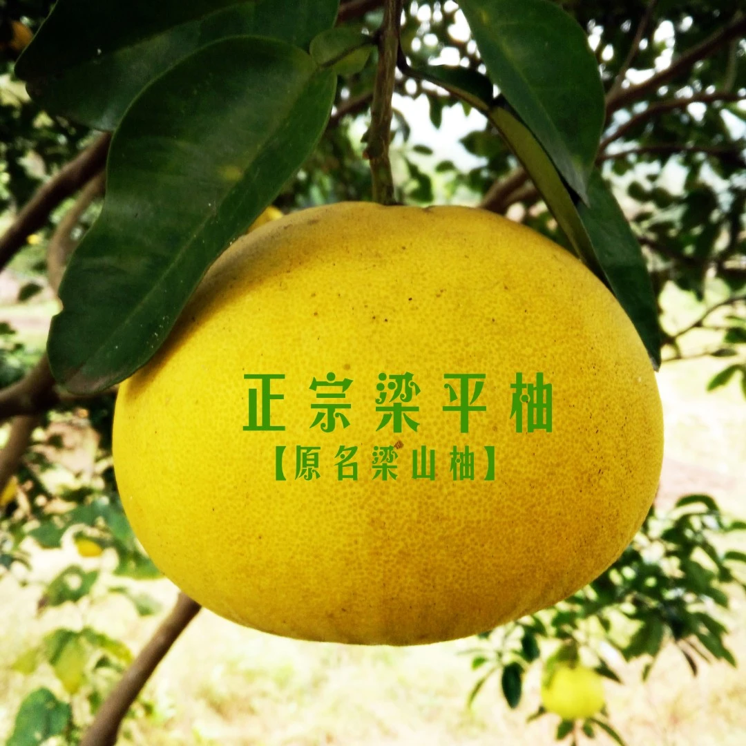 正宗梁平柚子龙滩柚重庆特产新鲜采摘现摘现发50年以上老树果子