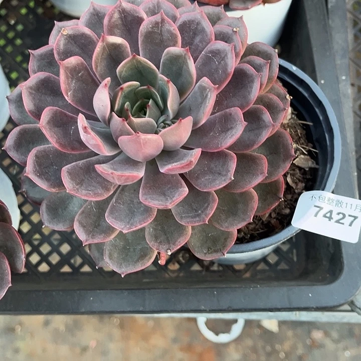 阿雅园艺。         7427红玫瑰