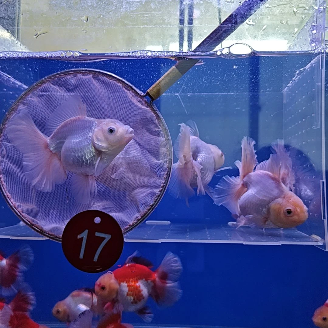 金鱼17直播间看好下单不退不换到货录完整开箱视频有售后