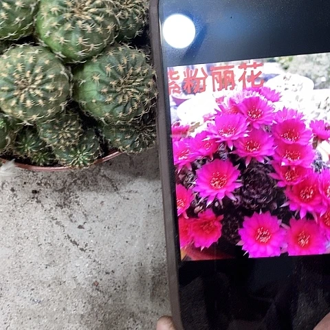 多头紫粉丽花花，257990