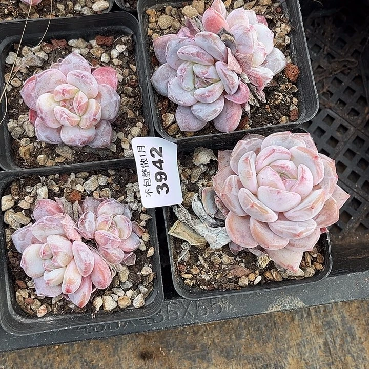 阿雅园艺。     3942