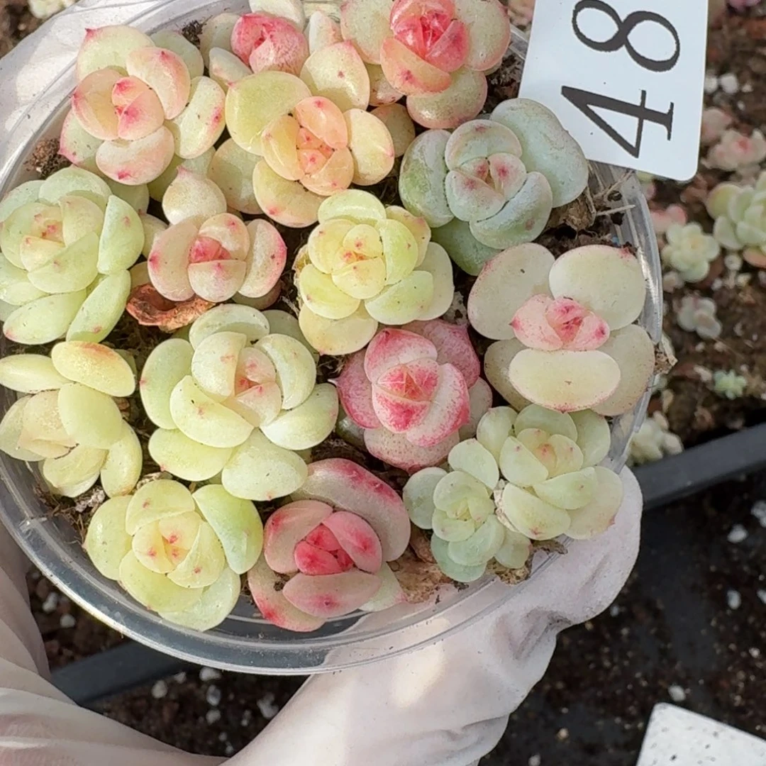 多肉植物多肉植物489