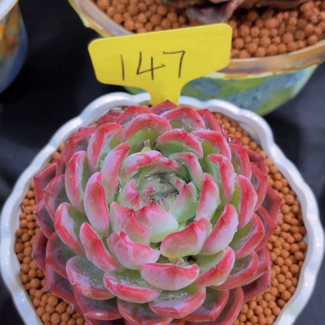 X****?我的小可爱们都好可爱