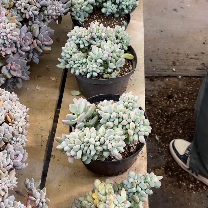 三日月缀化群生精品多肉